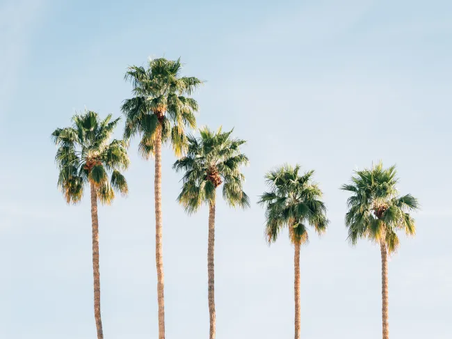 Palm trees